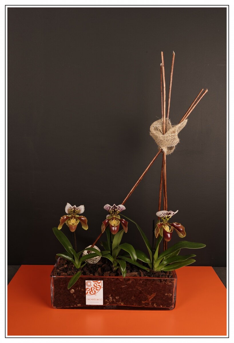 orchidées : composition, photo