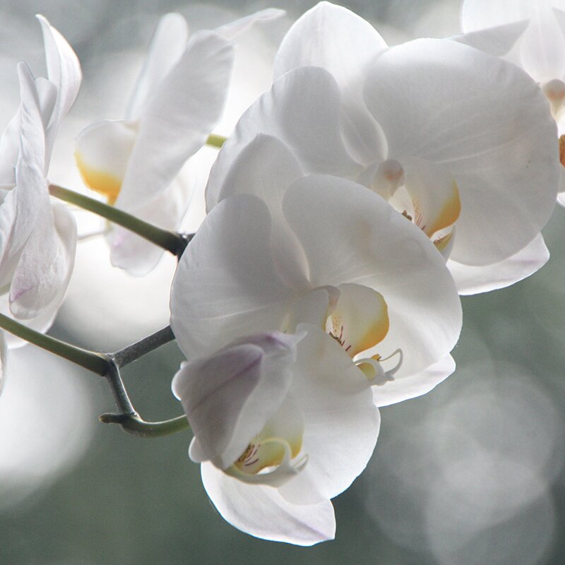 Orchidée-Papillon, photo
