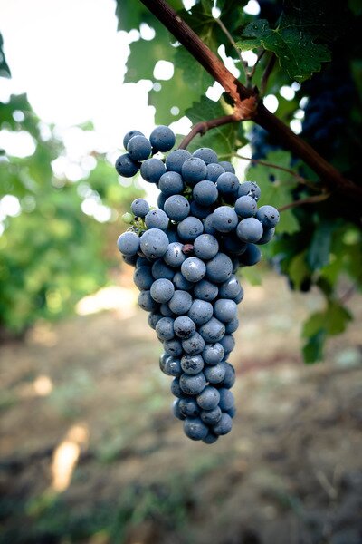 grappe de vigne, photo
