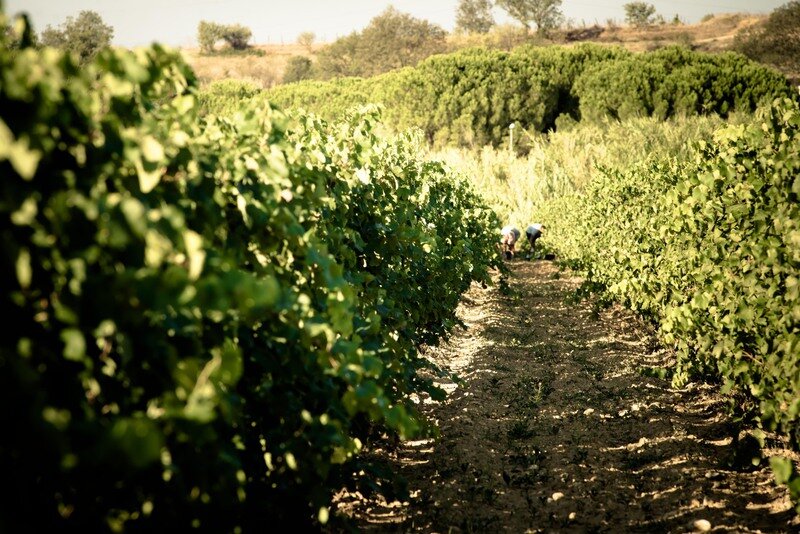 CHEMIN DANS LES VIGNES, photo